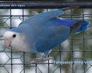 roseicollis_turquoise bleu violet_0411.jpg